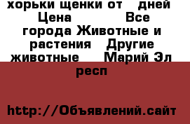 хорьки щенки от 35дней › Цена ­ 4 000 - Все города Животные и растения » Другие животные   . Марий Эл респ.